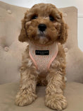 Load image into Gallery viewer, ‘Puperella’ Glitter Harness And Lead Set, XXS PUPPY SIZE
