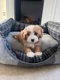 Load image into Gallery viewer, Scruffs Highland Box Bed, 50x40 cm EXTRA SMALL Puppy
