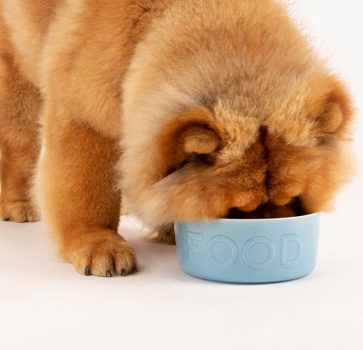 Classic Food Dog Bowl Blue