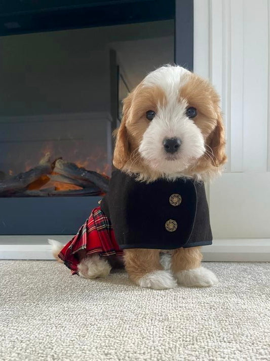 Tartan Kilt Coat 8 inch (puppy size)