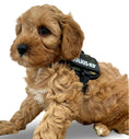 Load image into Gallery viewer, Julius-K9® Powerharness Baby 1–Mini 3XS TINY PUPPY SIZE
