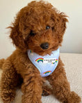 Load image into Gallery viewer, LUXE ADJUSTABLE NECK Dog and Puppy HARNESS - OVER THE RAINBOW - Posh Poos
