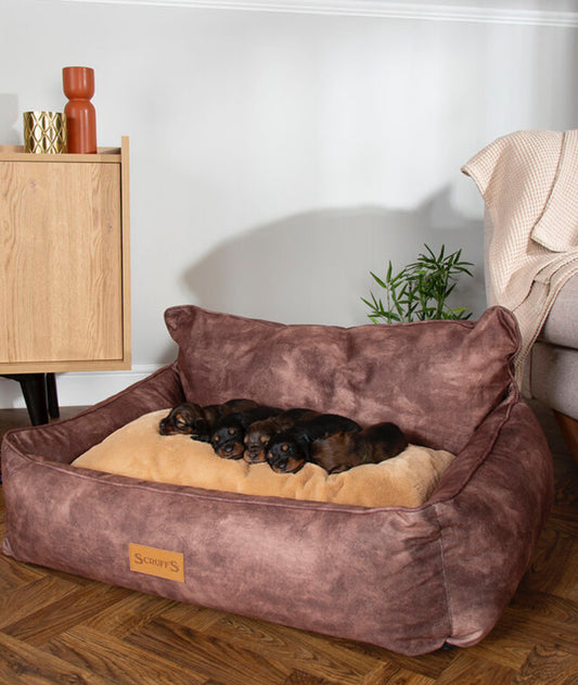 Kensington Box Dog Bed-Chocolate