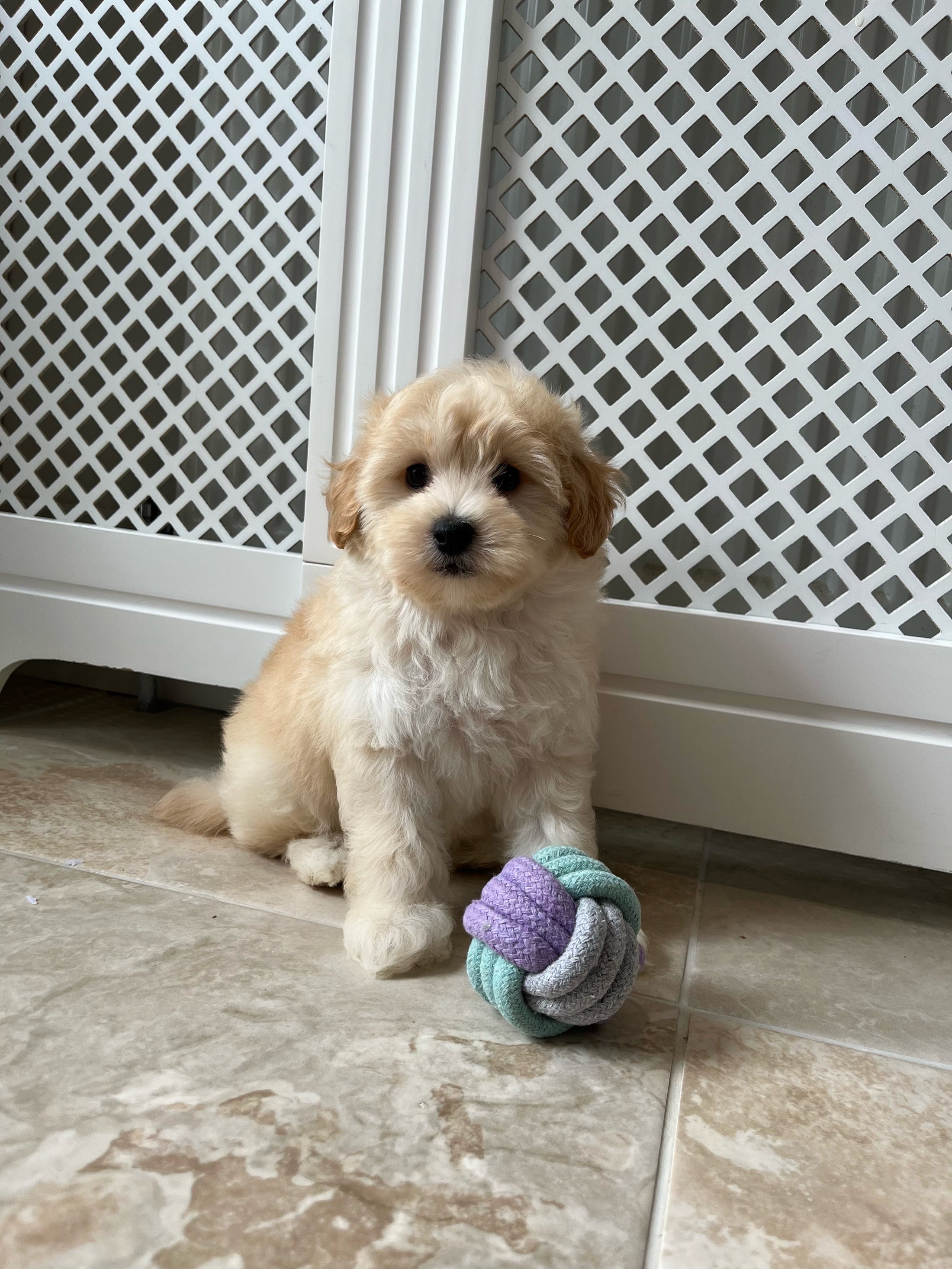 Puppy Knot Rope Ball For Tiny Pups