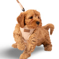 Load image into Gallery viewer, Heritage Tweed Posh Poos Puppy Small Dog Harness Set
