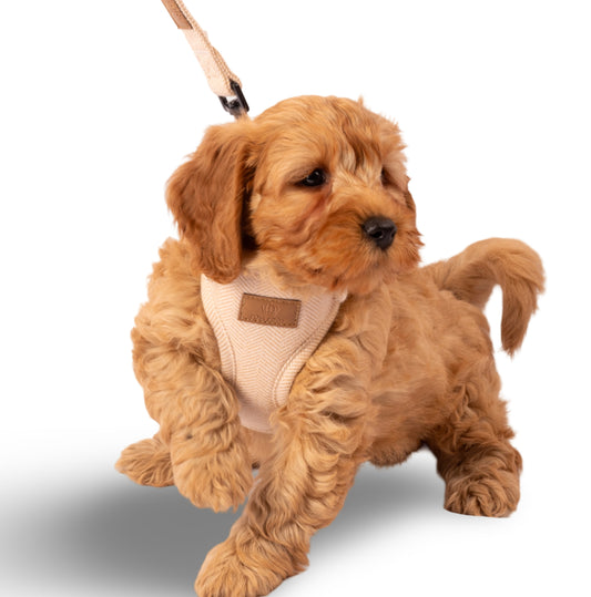 Heritage Tweed Posh Poos Puppy Small Dog Harness Set