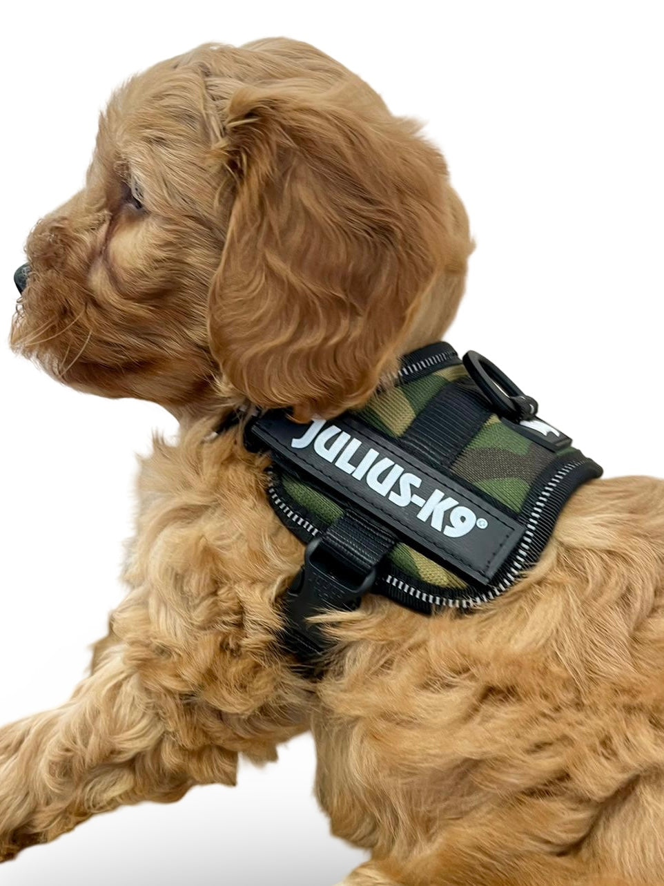 Julius-K9® Powerharness Baby 1–Mini 3XS TINY PUPPY SIZE