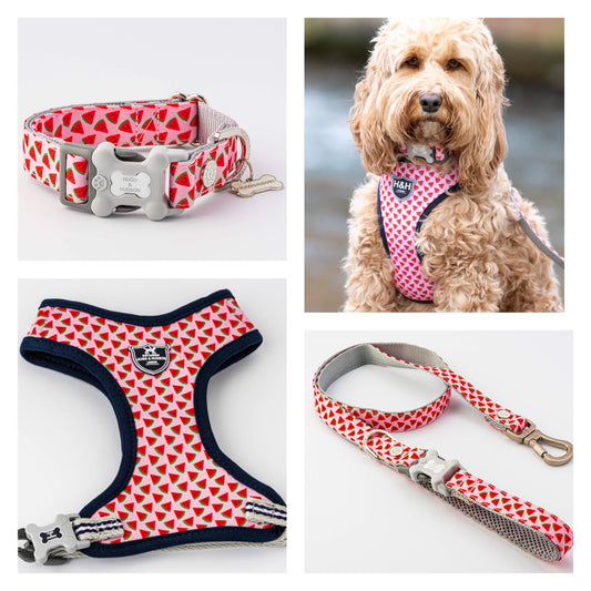 XS Puppy Harness, Lead, Collar Set -Watermelon
