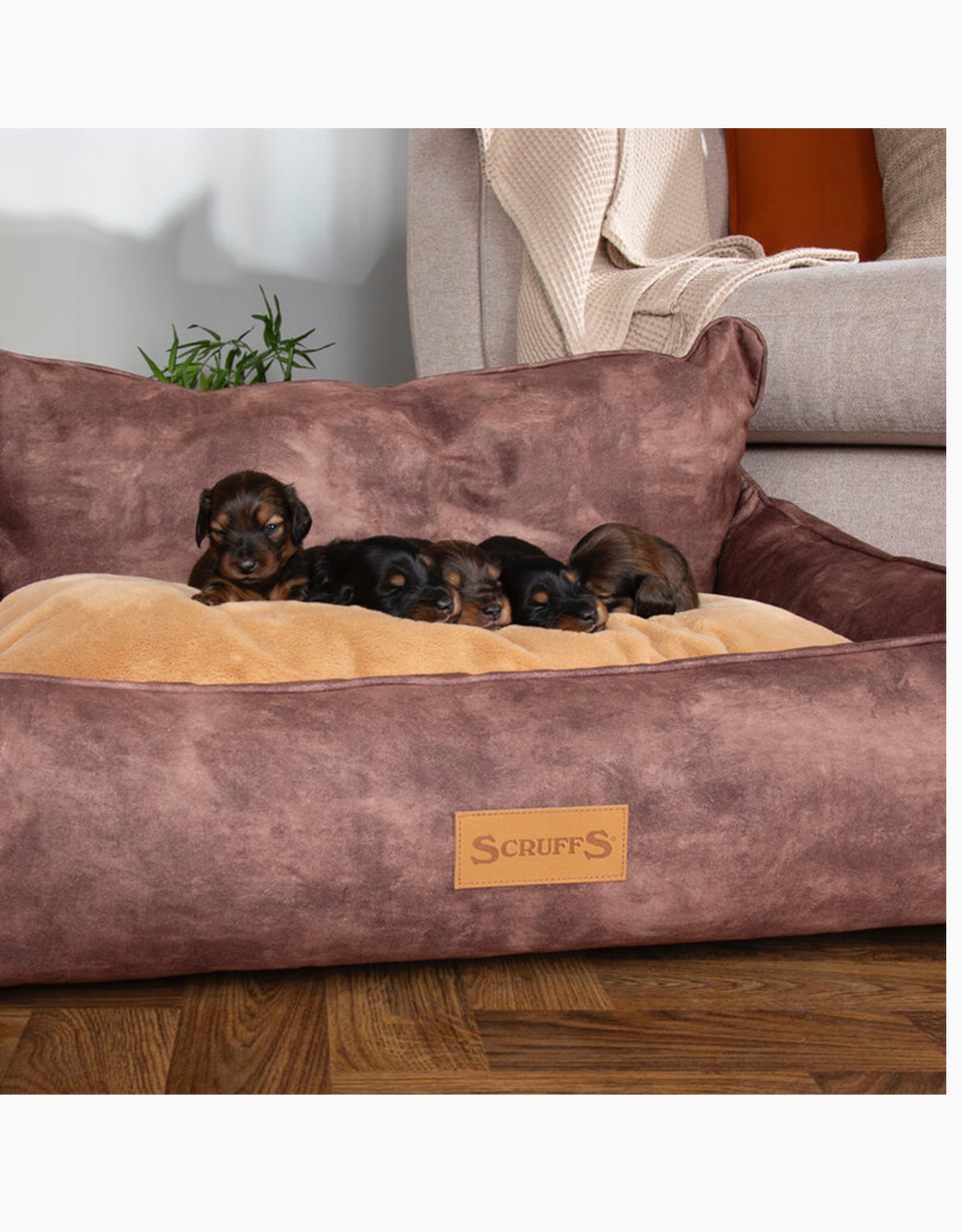 Kensington Box Dog Bed-Chocolate